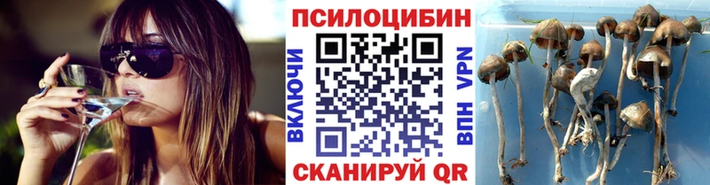 blacksprut зеркало  купить наркотики сайты  Далматово  Псилоцибиновые грибы Magic Shrooms 